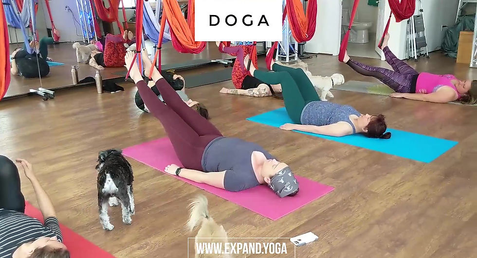 Dog-friendly Yoga Trapeze Class at Expand.Yoga